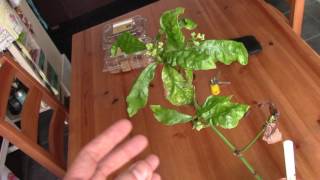 Psychotria viridis Chacruna  Plant Update  May 2017 [upl. by Avi]