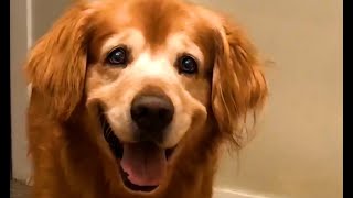 The Worlds Happiest Dog 😍  FUNNIEST Pets Of The Month [upl. by Lananna805]