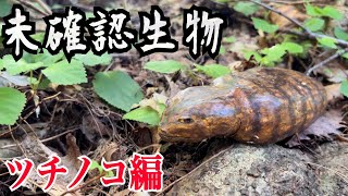 【未確認生物】幻の生き物quotツチノコquot見つけるまで帰れません！！！ [upl. by Powder]