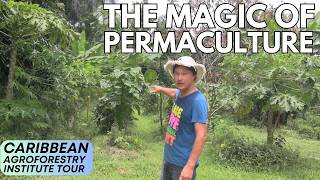 Epic Food Forest Tour Abundant Fresh Fruits amp Vegetables After 1 Year [upl. by Eiramana]