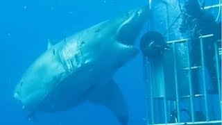 5 Megalodon Caught on Camera amp Spotted In Real Life 3 [upl. by Chaunce]