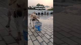 Guard dog❌ Chor Dog✅  labra rubi  youtubeshorts shorts labrador dog funny doglover [upl. by Maddox]