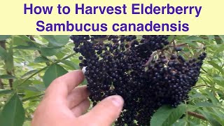 How to Harvest Elderberry Sambucus canadensis [upl. by Radferd]