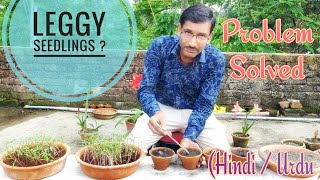 Leggy Seedlings Problem Aise Solve Kar Sakte Hai  Hindi  Urdu [upl. by Schechter]