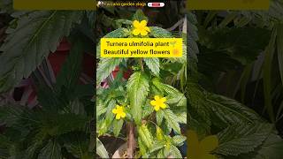 Turnera ulmifolia plant🌱yellow flowers plant🪴trending shorts viralvideo short video youtube [upl. by Frum]