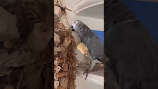 Who needs a doorbell when you have a talkative parrot 😂 mailtime parrotlife [upl. by Eedahs]