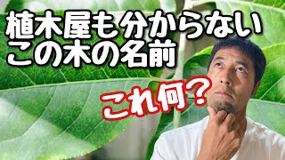 【この木なんの木】見慣れない庭木貴方は分かりますか？ [upl. by Lepper]