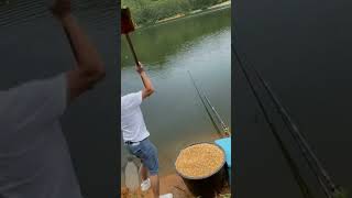 The process of placing corn bait in fish ponds [upl. by Onaivatco]