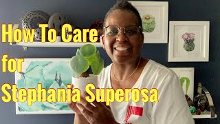 24 How To Care For Stephania Suberosa [upl. by Hgieleak]