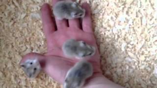 3 week old Roborovski Hamsters [upl. by Kezer470]