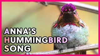 Annas Hummingbird Singing [upl. by Hairakcaz]