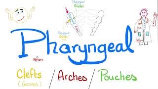 Pharyngeal Arches Pouches and Clefts Grooves  Branchial Apparatus  Embryology [upl. by Philander]