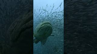 Grouper Mating Season Gets Wild inside bait ball grouperfish grouper baitball matingseason [upl. by Danuloff27]