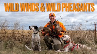 South Dakota Pheasant Hunting 2024 Round 2  Day 5 Wild Winds amp Wild Pheasants [upl. by Otina]