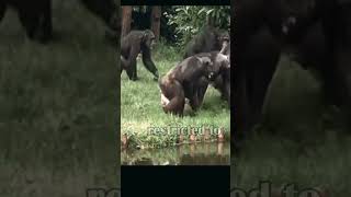 Extremely painful scene as Chimp runaway with Vaginal Prolapse jungle wildlife chimpanzee wild [upl. by Heidt]