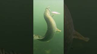 Some pike attacks underwater  they eat everything  pike fishing underwaterworld [upl. by Reniar989]