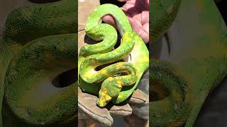 GREEN TREE PYTHONS snakes greentreepython shorts [upl. by Anilek456]