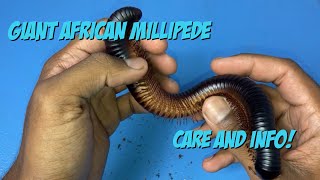 Giant African Millipede Care And Info [upl. by Aihsema]