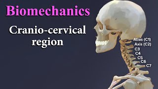 Biomechanics of Craniocervical region  شرح بالعربي [upl. by Itsyrc]