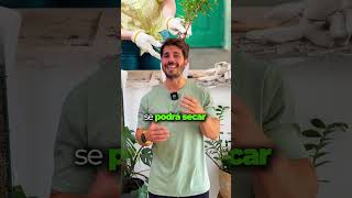 ⏱️💦 La hora perfecta para regar 💦⏱️ planttips plantasdeexterior plantslovers amorporlasplantas [upl. by Feliza]