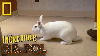 What’s Up Doc  The Incredible Dr Pol [upl. by Aziaf669]