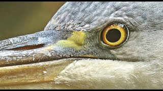 Grey Heron Ardea cinerea Garçareal Birds In Portugal [upl. by Perkoff]