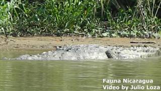 Crocodylus acutus Rio San Juan Nicaragua [upl. by Falo695]