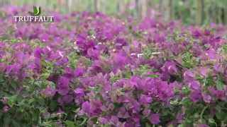 Bougainvillier  plantation et entretien [upl. by Reeher492]