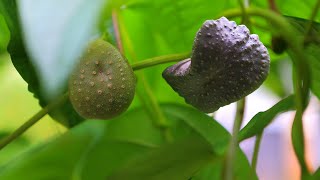 Dioscorea Bulbifera [upl. by Ecirahc]