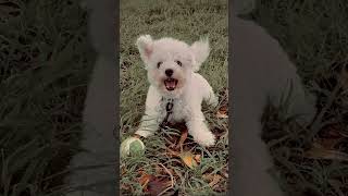 ☆my dog dose funny things☆ [upl. by Westhead]