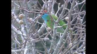 Bluethroated Barbet Megalaima asiatica [upl. by Wenz276]