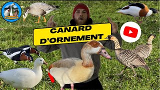 CANARD ET OIE D’ORNEMENT [upl. by Tugman]