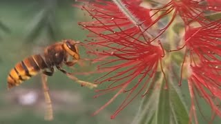 Wasp Yellow jacket bee photography bee youtube bee flying flowers wasp [upl. by Derriey]