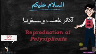 Polysiphonia life cycel دورة حياة طحلب بوليسيفونيا [upl. by Cristiano140]