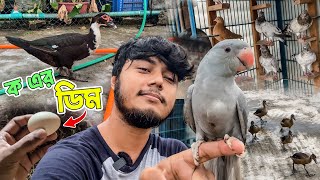 হাঁস আবার ডিম দেওয়া শুরু করেছে [upl. by Maleki]