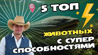 Топ 5 животных с суперспособностями о которых вы не знали [upl. by Jaynell]