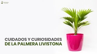 Cuidados y Curiosidades de la Planta Palmera Livistona [upl. by Haron586]