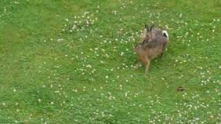 Hare fight [upl. by Stanislaw946]