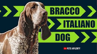 The Bracco Italiano Is A Beautiful And Noble Breed Of Dog [upl. by Levy712]