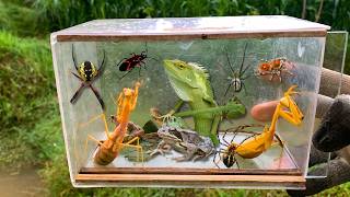 Adventure of Catching Mantis amp Exotic Insects Wonders of the Mini World [upl. by Gnep278]