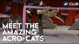 Meet The Amazing AcroCats an allcat circus troupe [upl. by Enehs161]