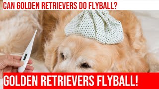 Flyball Training for Golden Retrievers Is It Possible [upl. by Malloy]