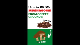 Grow MUSHROOMS From COFFEE Grounds  EASY [upl. by Llenrahs]