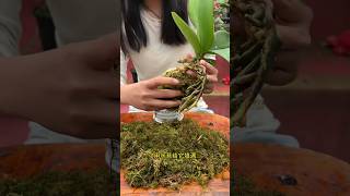 repotting orchid plants really simple techniques repotting plants plants [upl. by Enyedy312]