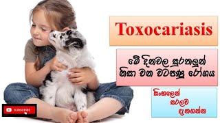 Toxocariasis නව සුරතලුන් නිසා වන පණු රෝග how it happens causes symptoms treatments prevent [upl. by Hardie666]