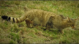 Gato Montés al Acecho Caza Fallida Wild Cat Hunt Failure naturalmente [upl. by Bust]