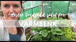 Høster bredsådd salat fra VARMBENK  april [upl. by Nattie]