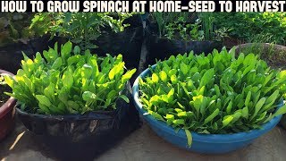 How To Grow Spinach At HomeFull Information With Updates [upl. by Arsuy]