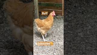 Newest Orpington Roosters shorts rooster agriculture farm homestead chicken backyardchickens [upl. by Bores]