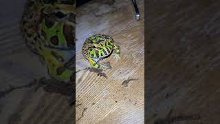 HOW TO FEED A PACMAN FROG Shorts [upl. by Niattirb]